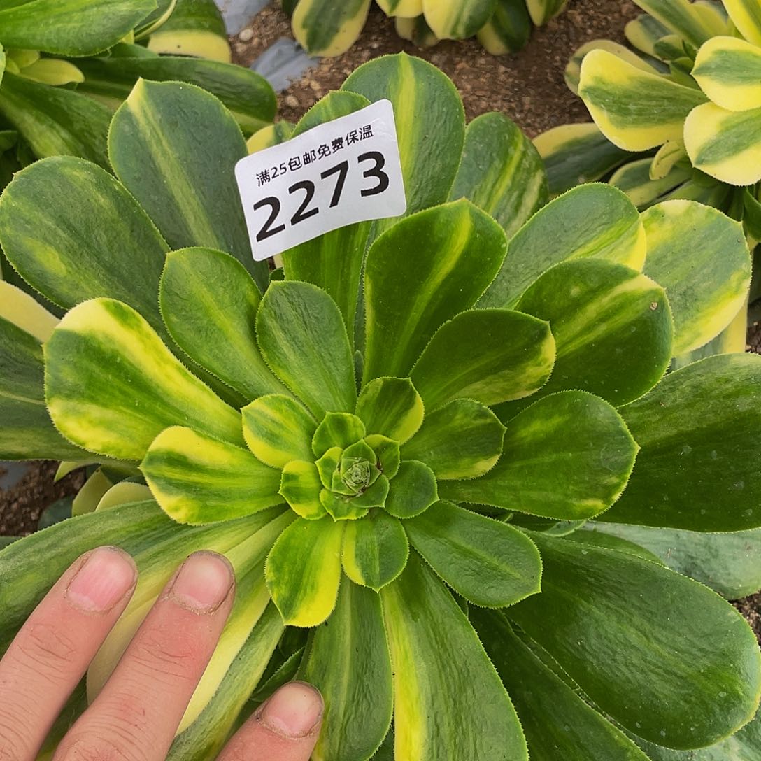 2273五彩琉璃多肉植物