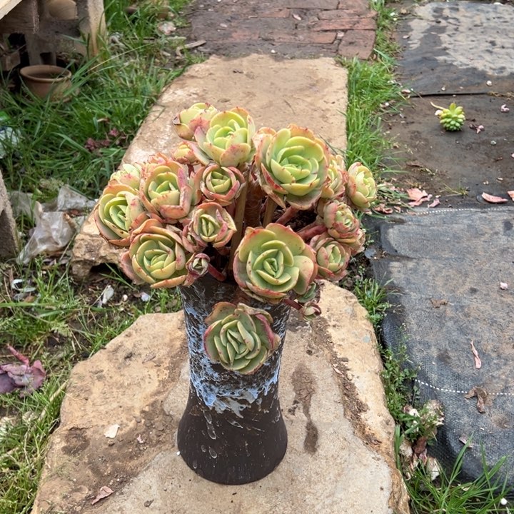 精品鸡蛋碧桃精控 裸根