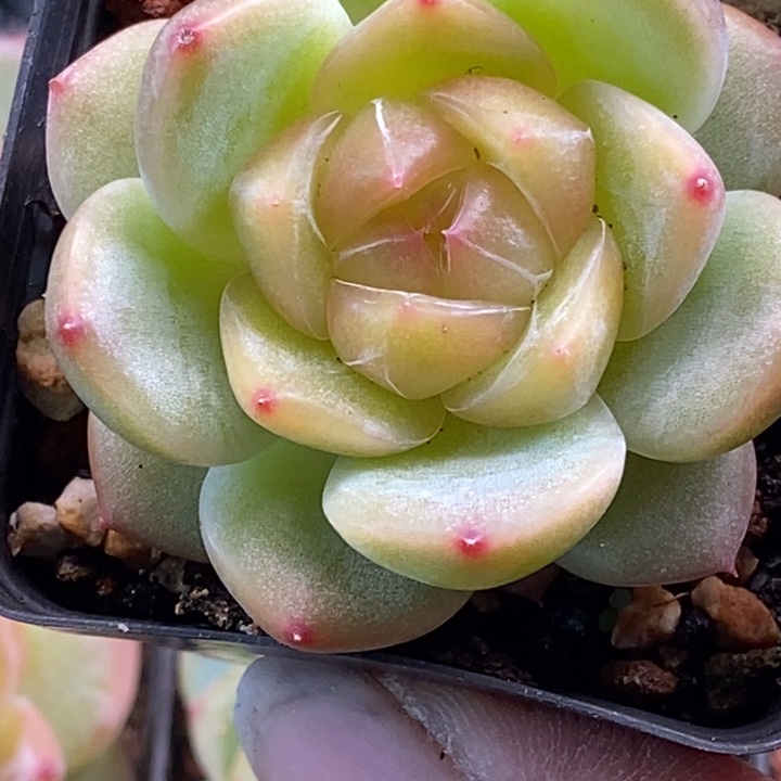 天官赐福百无禁忌