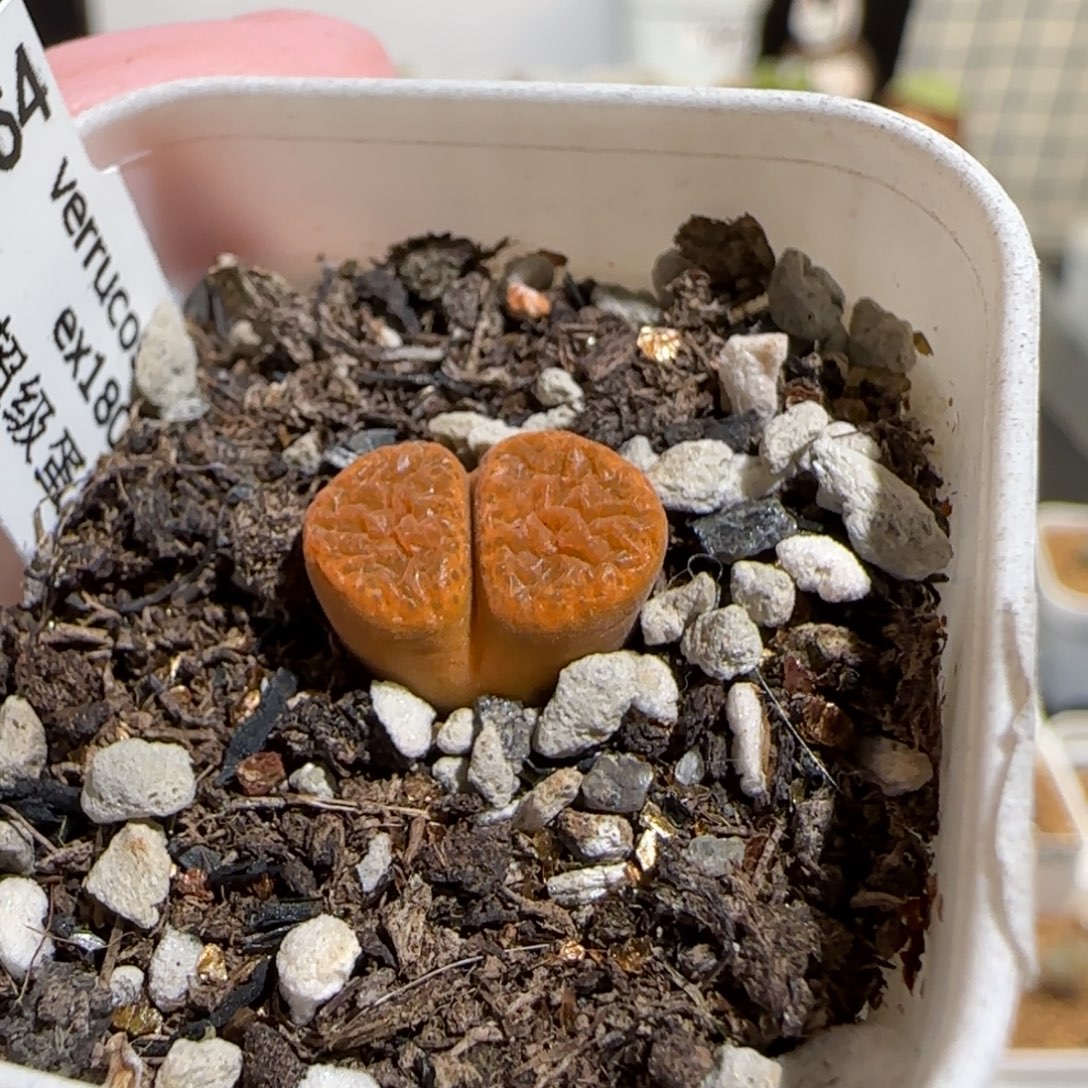 一***糖肉锥多肉植物组合-1072