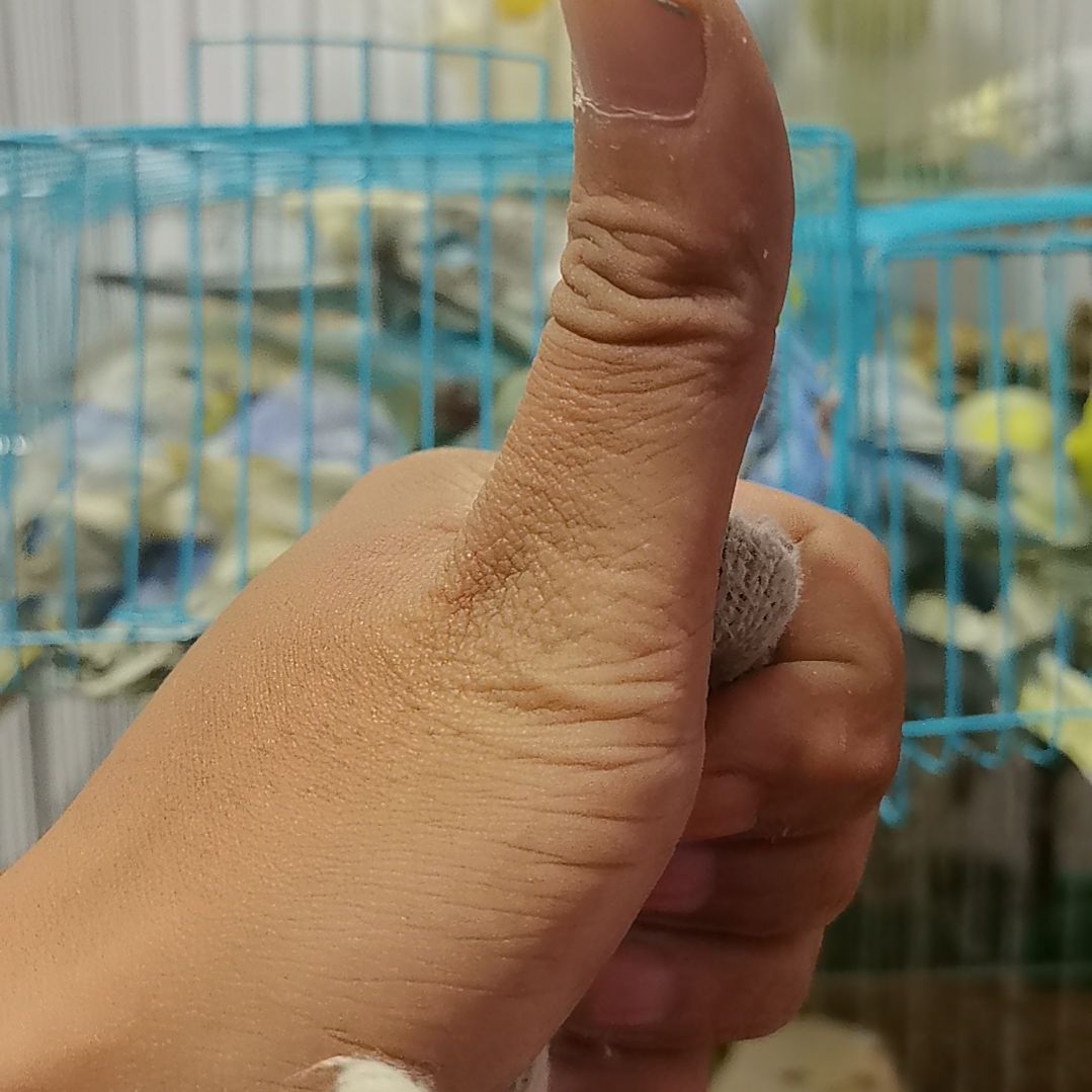 虎皮鹦鹉虎皮一对168888