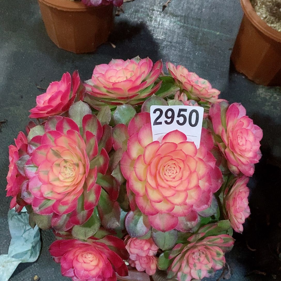 红陶2950荔枝冠23左右