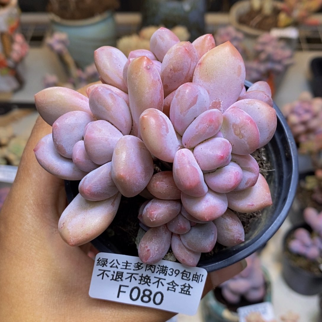 080丸叶香水多肉7c m