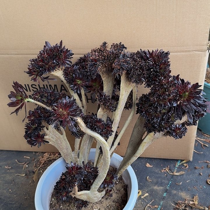 特价瑕疵不售后07