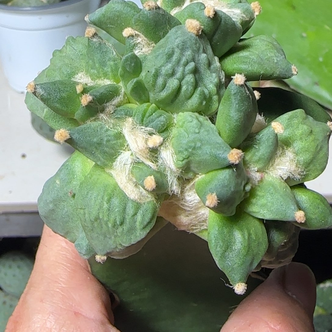 无花朵优选怒涛群