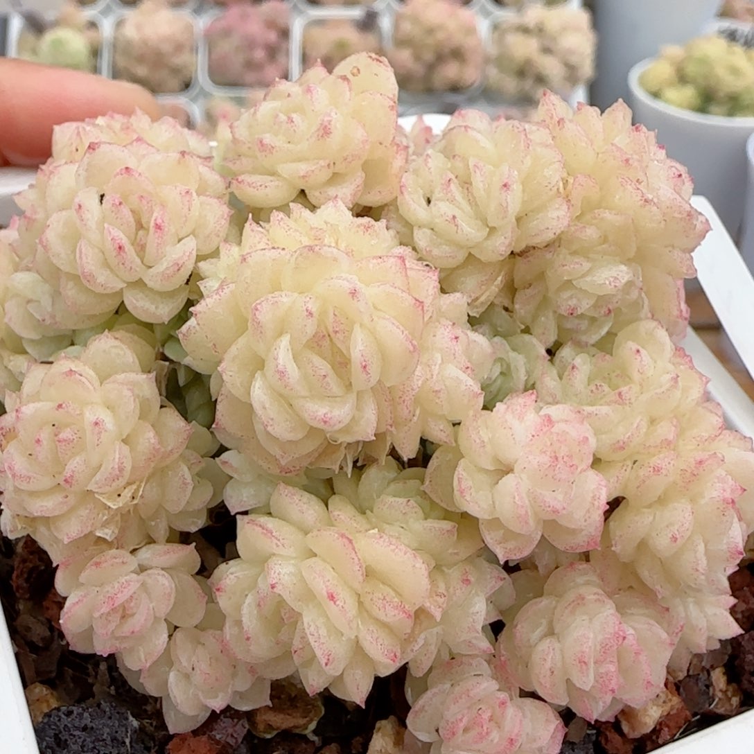 【闪购商品】0208-77（m1-211-4）