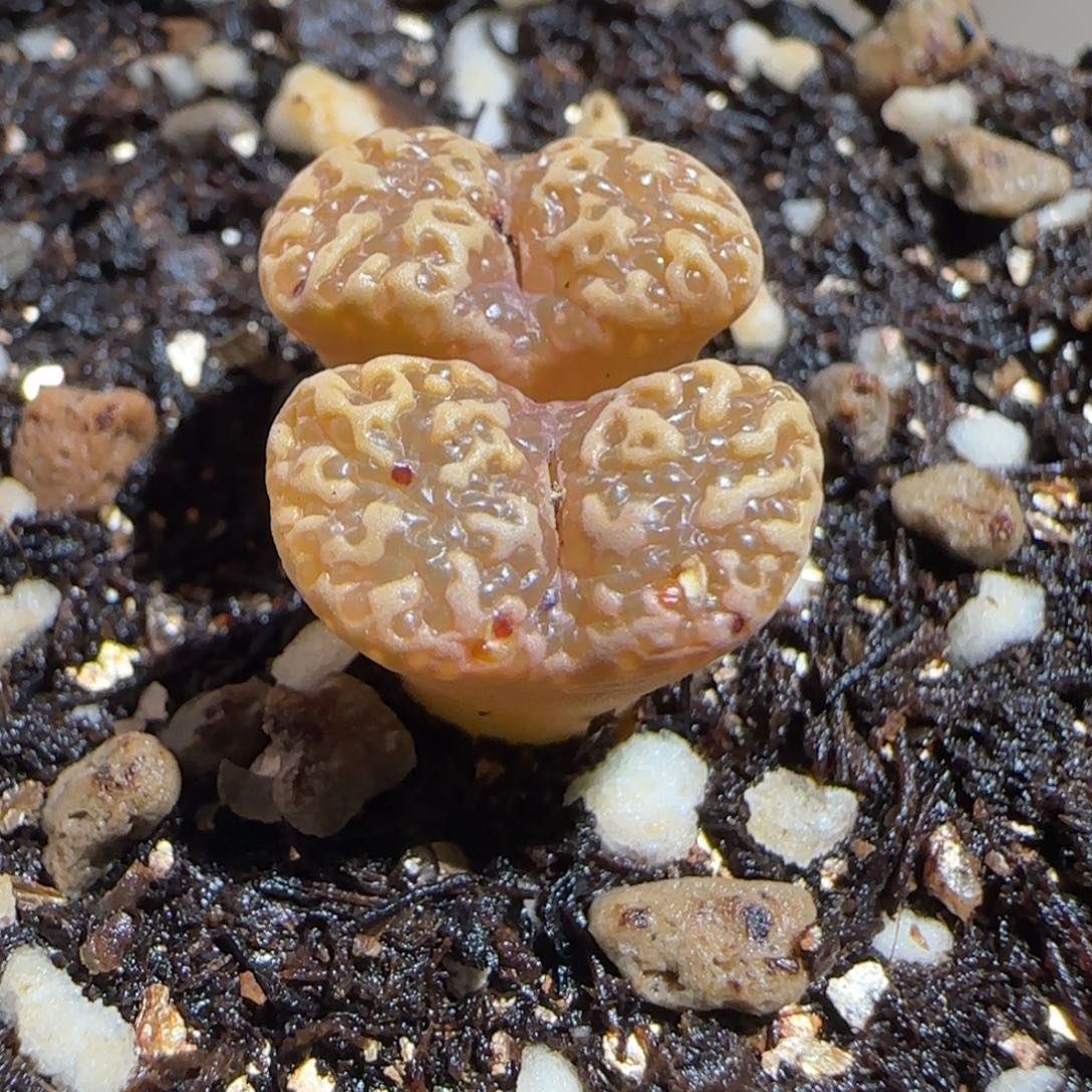 肉锥多肉植物组合-泡泡勋1329