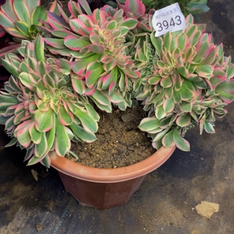 粉女巫多肉植物3943