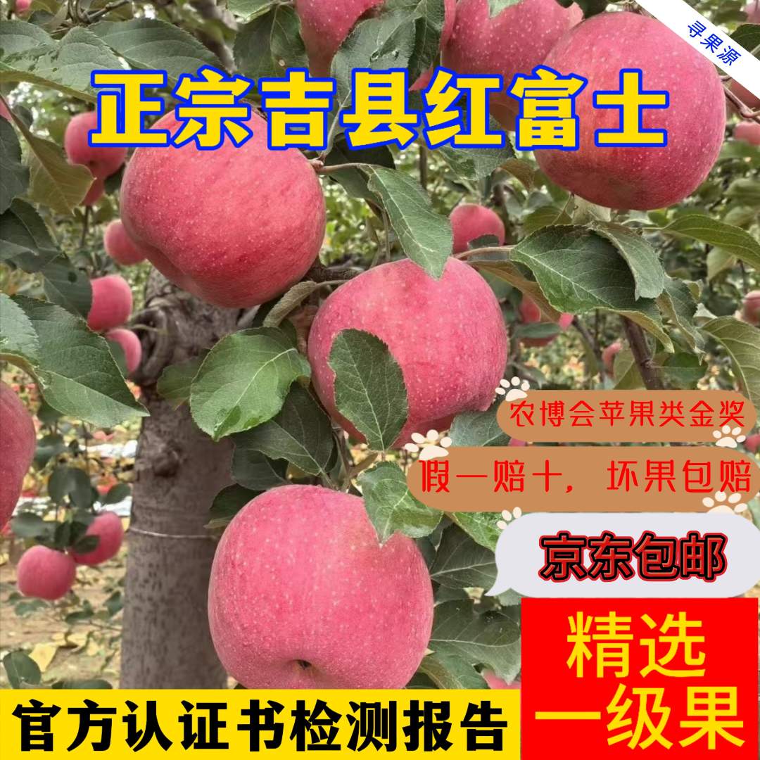 【山西吉县红富士】【京东直发】苹果新鲜头茬脆甜多汁冰糖心水果当季
