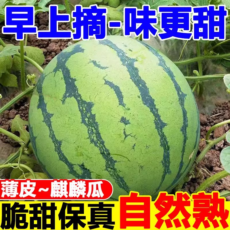 广东顺丰包邮新鲜现摘麒麟瓜粉色瓜瓤春节不停发西瓜美都8424海南