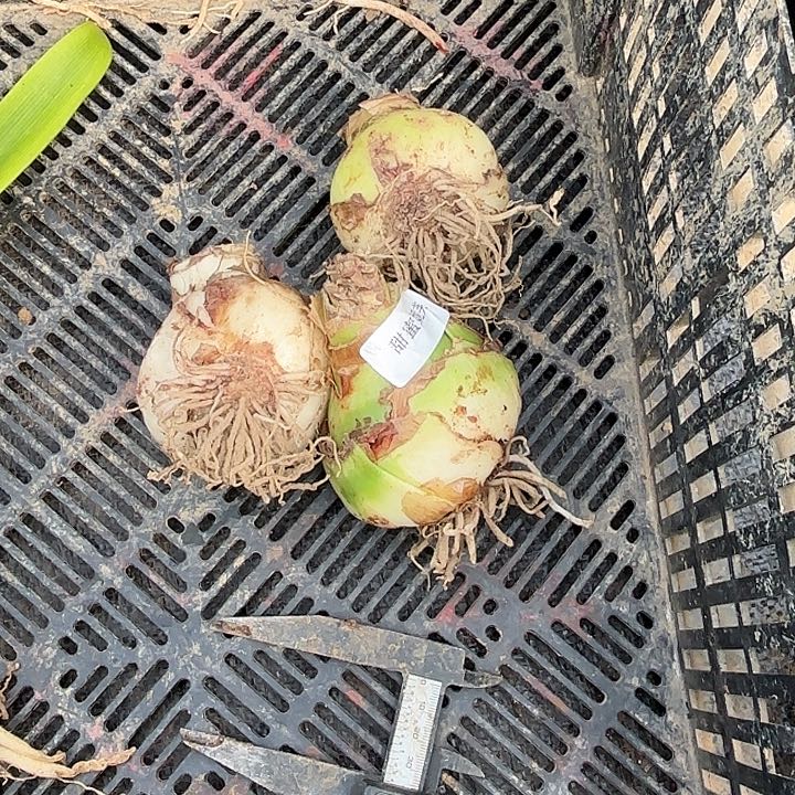 甜蜜三个5-6根系略干福利