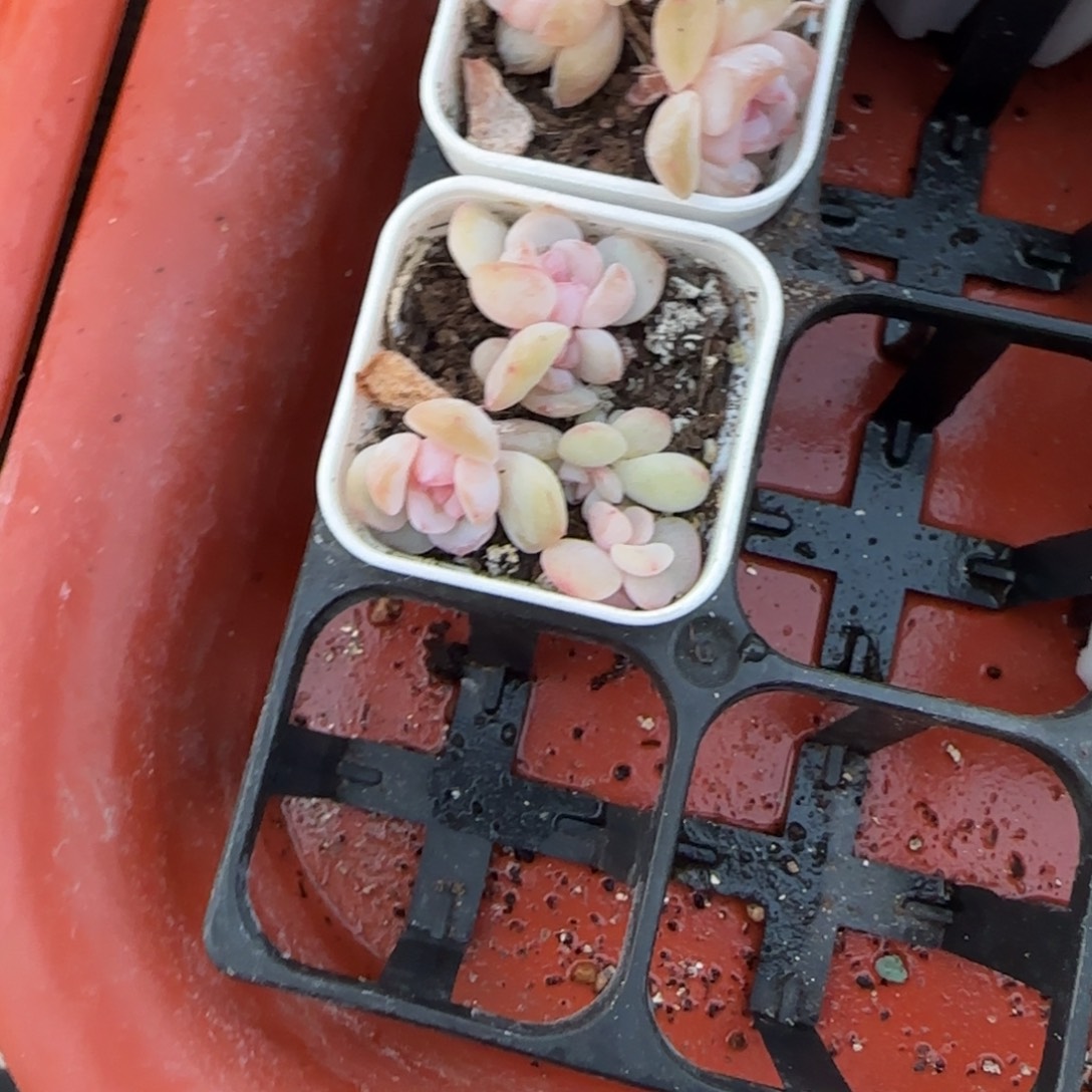 风花05 穴一个满25包邮