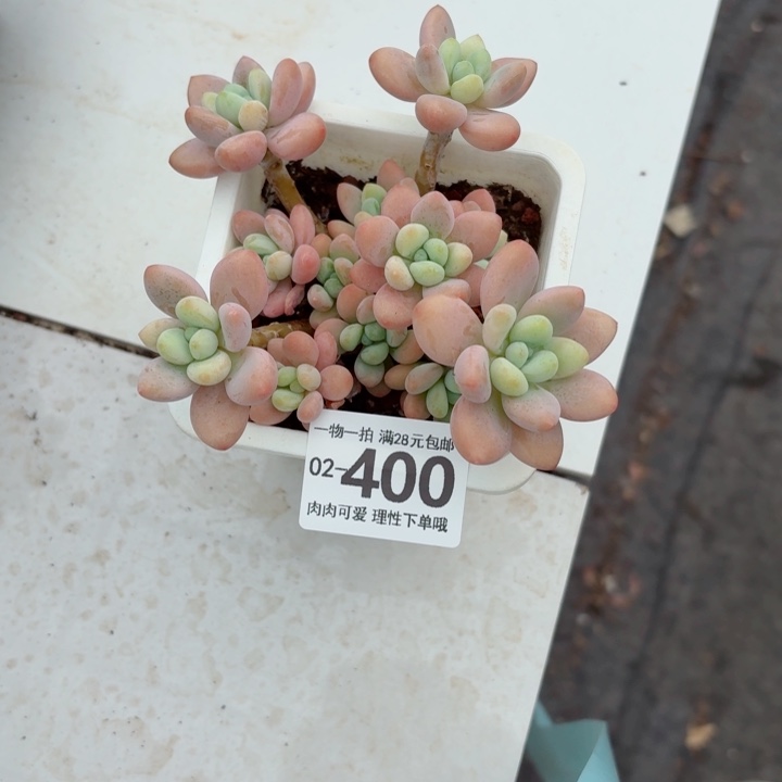 珍妮手指多肉无盆土发货多