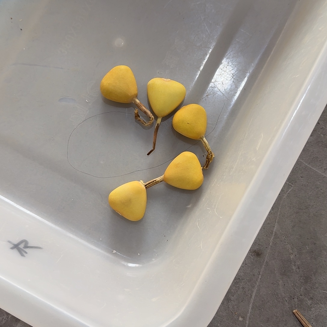 依***依有机玻璃5个三角遍