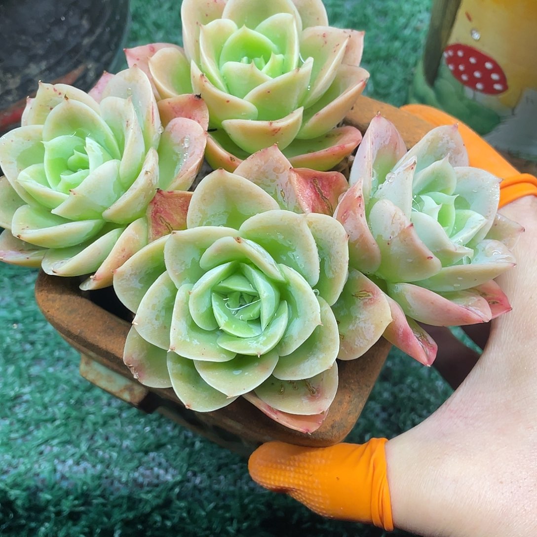 星娜塔一物一拍28包邮非偏远