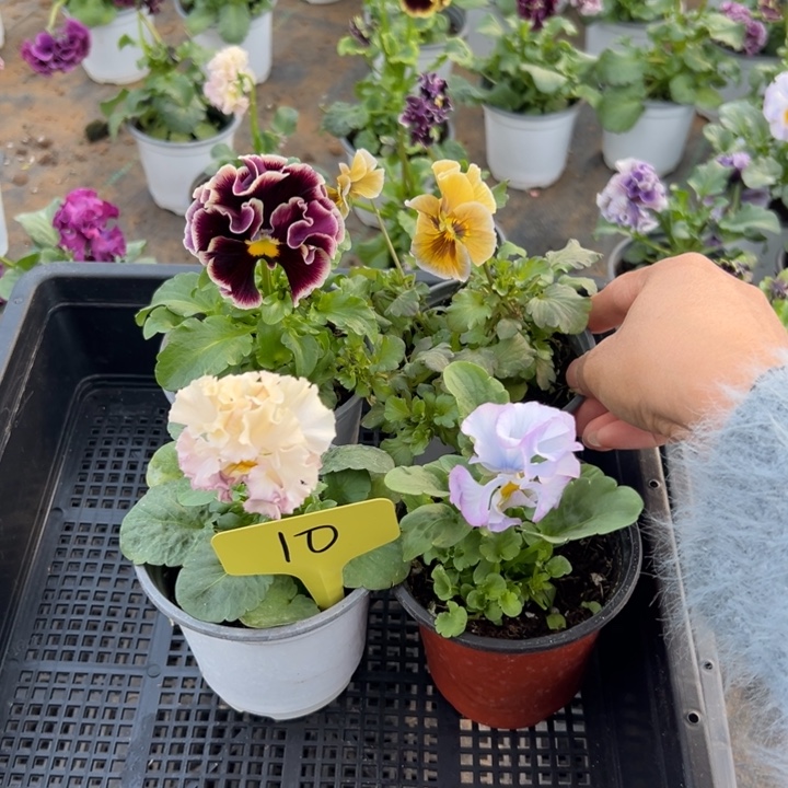 完全开放角瑾10无售后