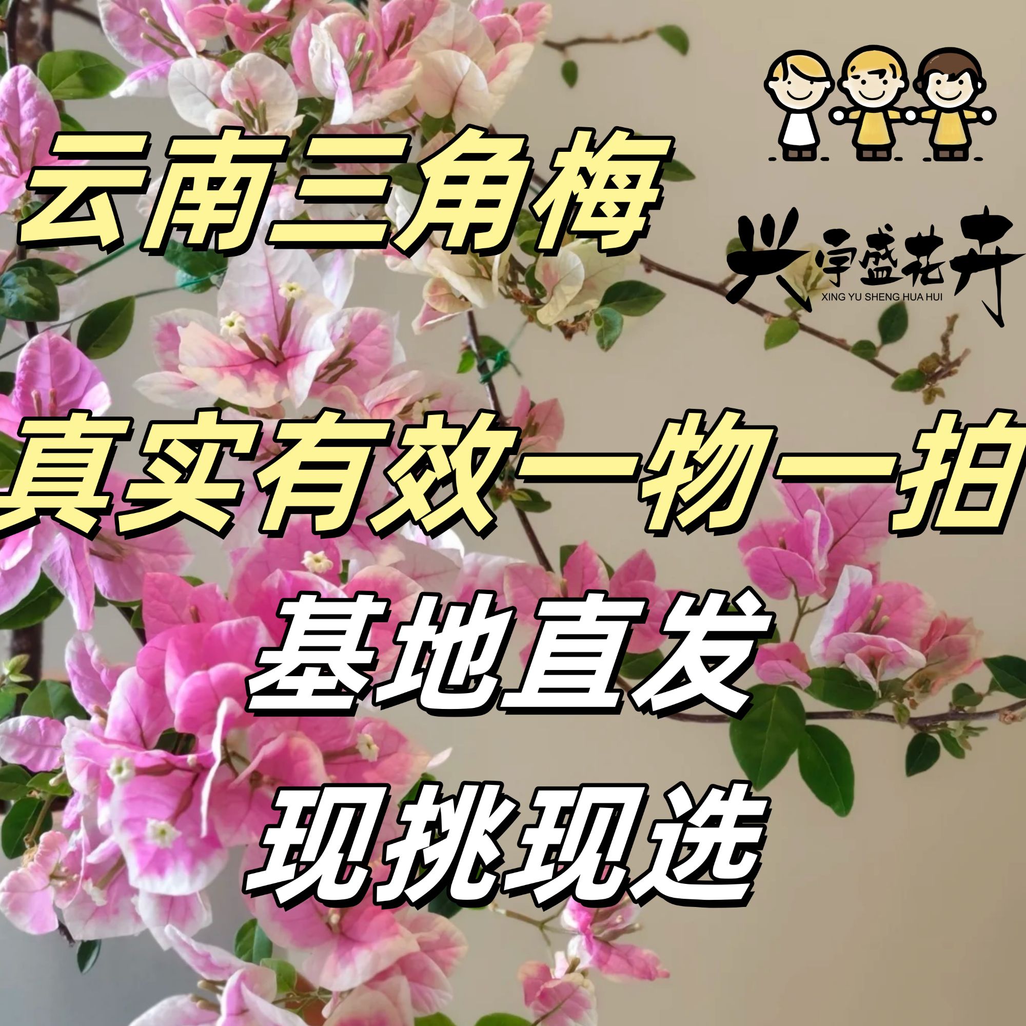 flower 原生扦插彩色三角梅四季开耐活（双盆）彩色三角梅