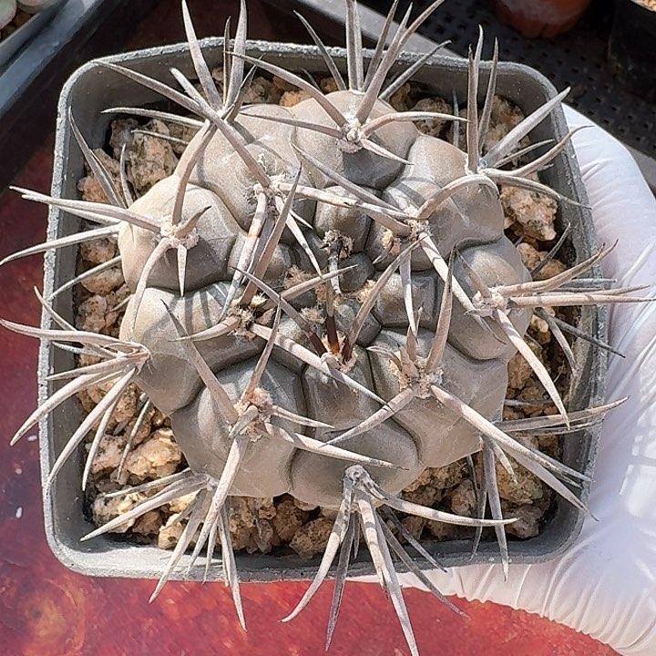 魔天龙仙人球123