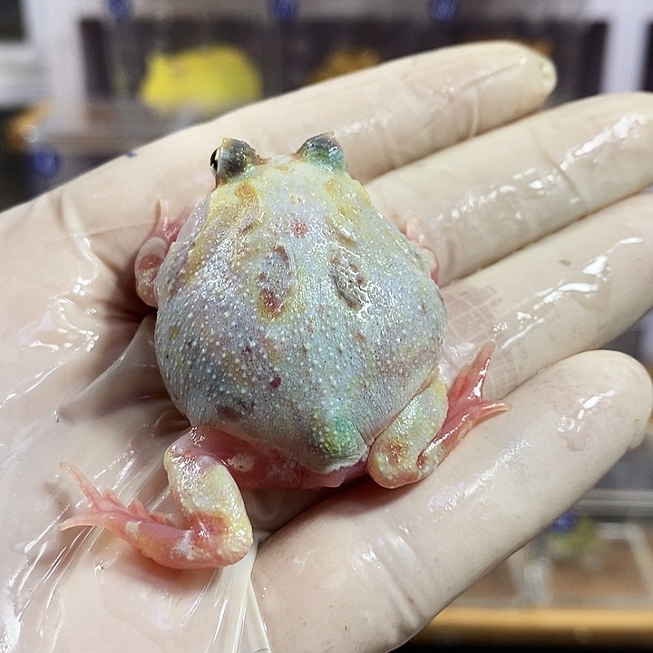 角蛙187号变异角蛙