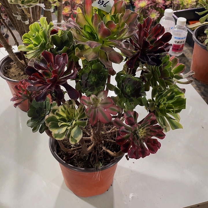 依***饰架接00000000000636号