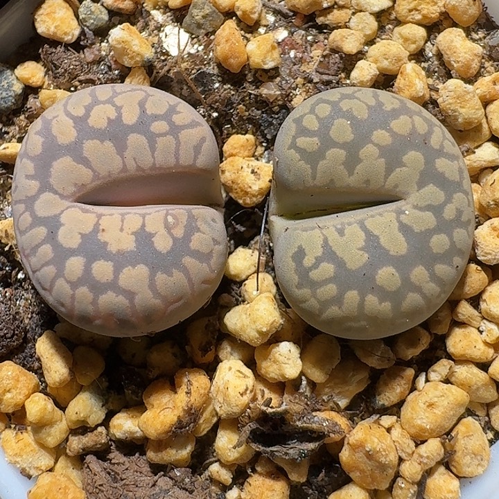 生石花111211。 甜甜圈。  207