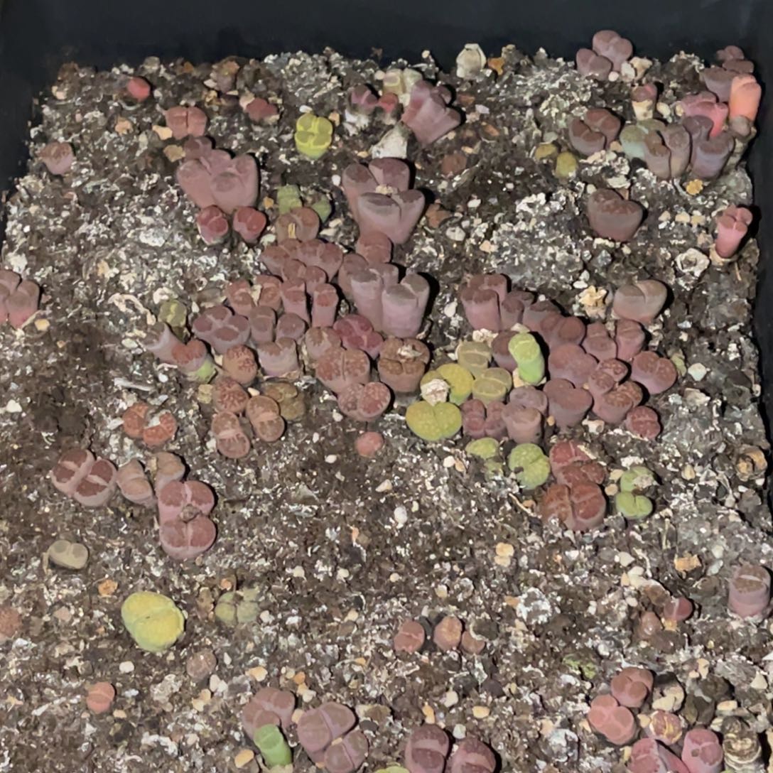 诺***诺0773福利筐1不售后