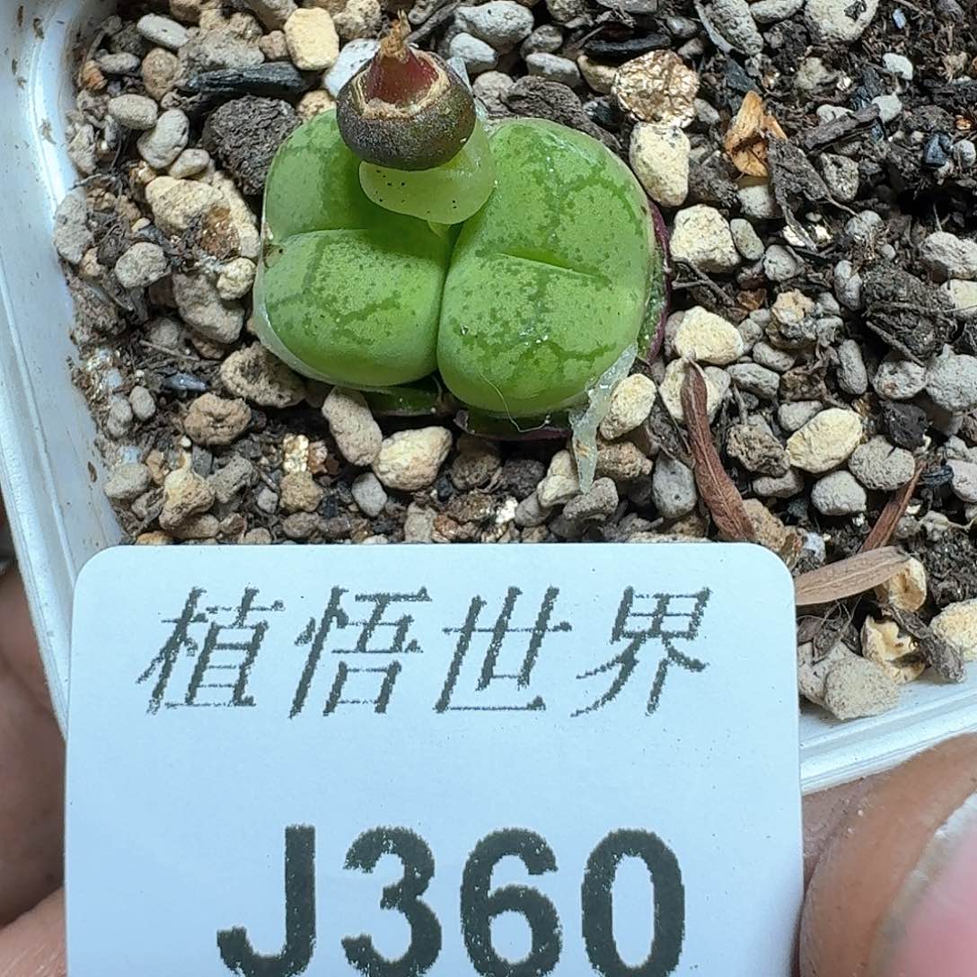 360号多肉植物哇f f