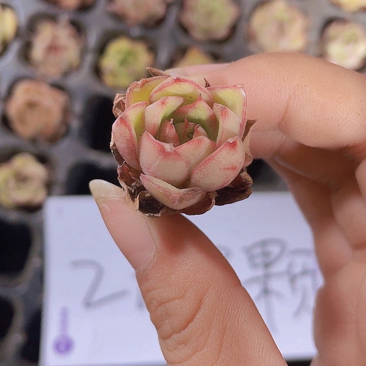 7精品五彩流星2米3颗