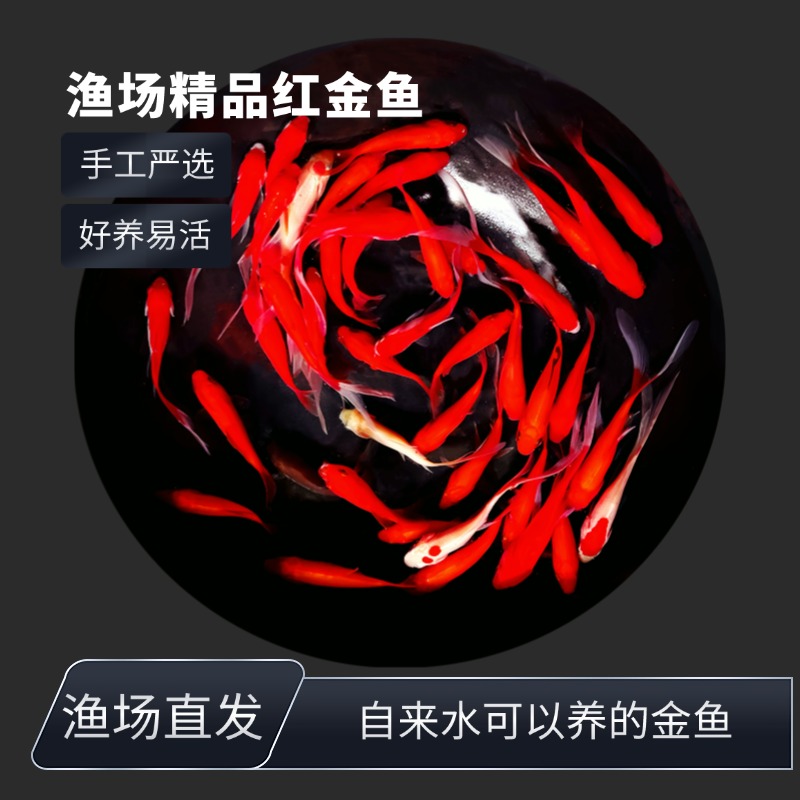 渔场精品金鱼观赏鱼25条4-6草金鱼好养易活冷水鱼可混养热带鱼