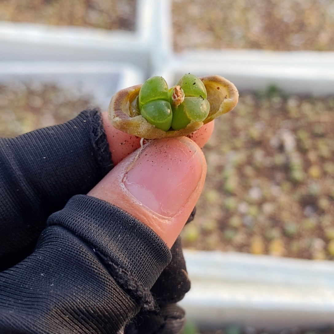 5161--一物一拍 极窗