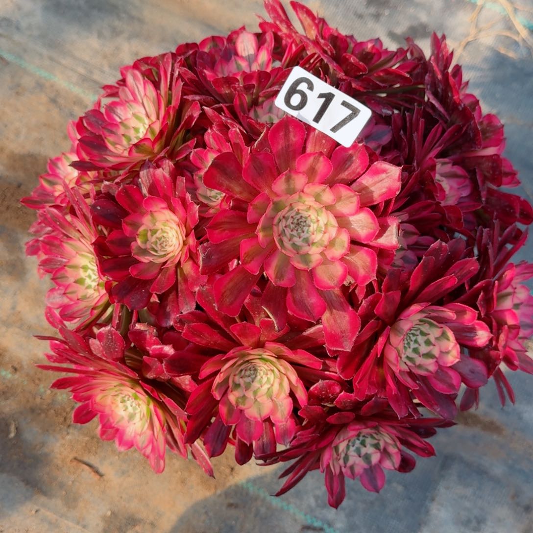 617红白多肉植物