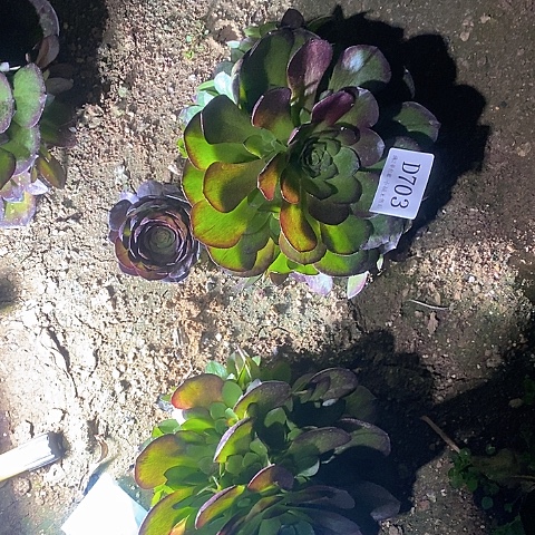 703黑魔多肉一加一