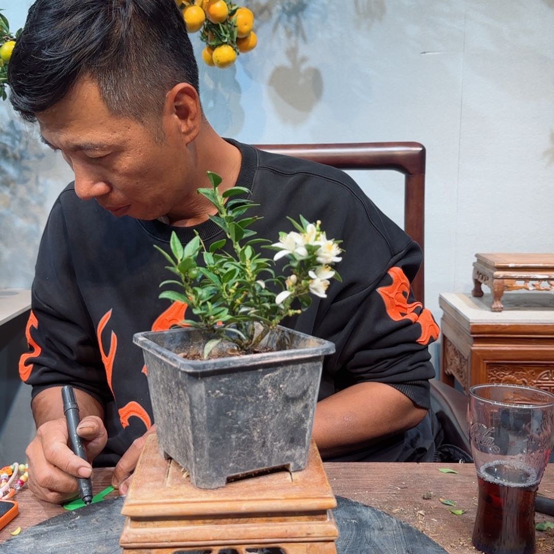 当前无花朵，栽培后可花朵城**林