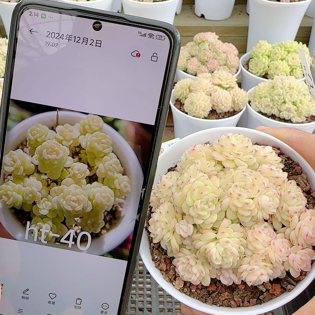 1224-71（ht-40）优选