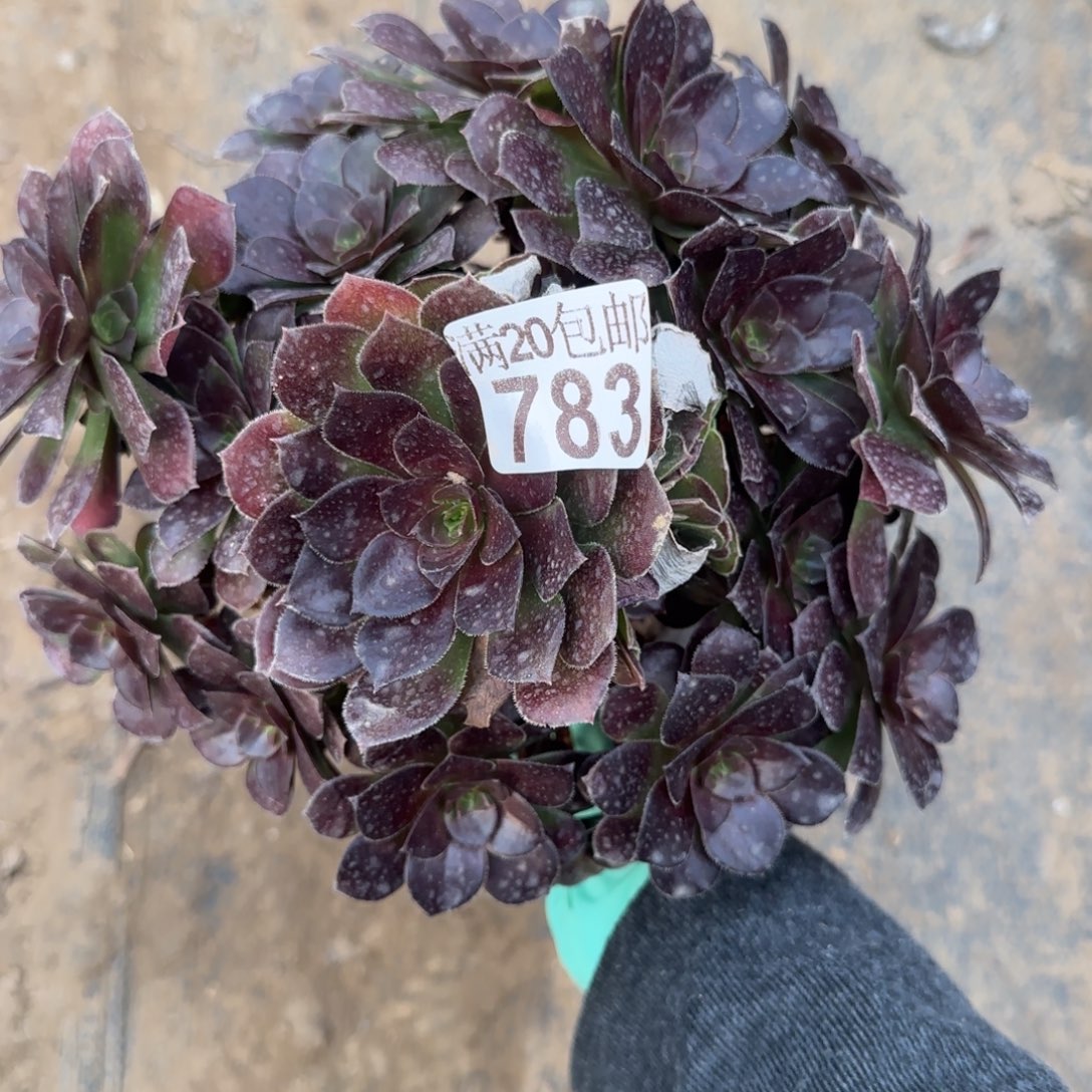 红玫瑰783满20包邮断枝不包瑕疵