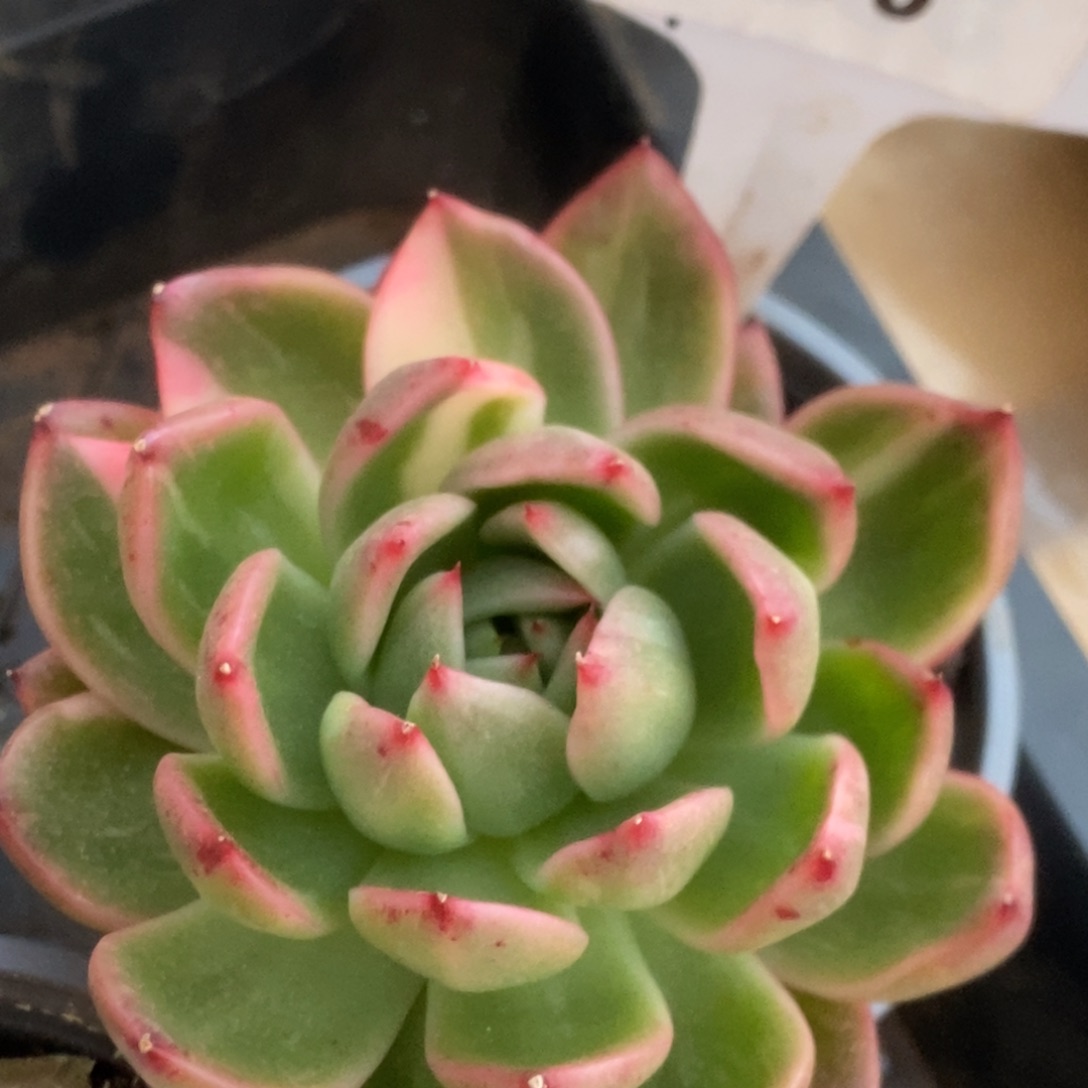 376卡利斯托锦锦锦锦锦