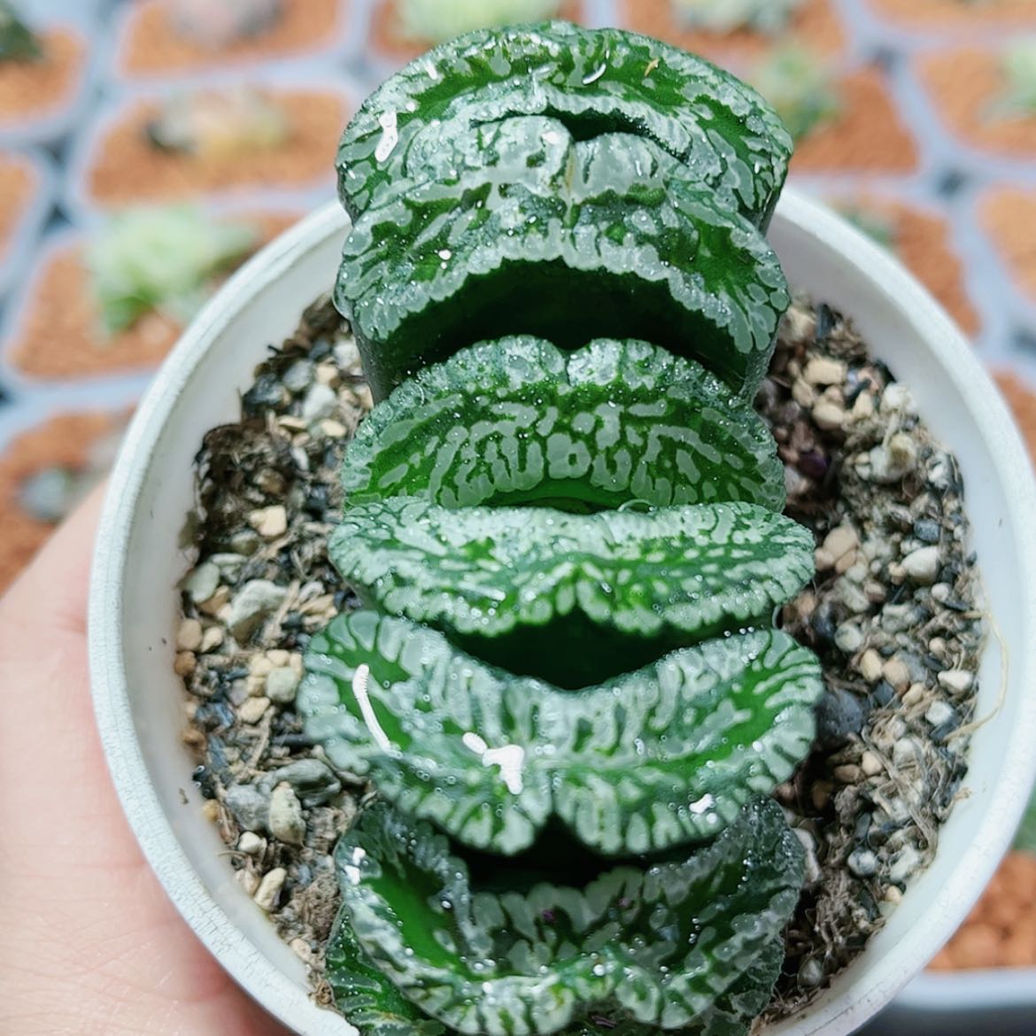 【闪购商品】玄武玉扇