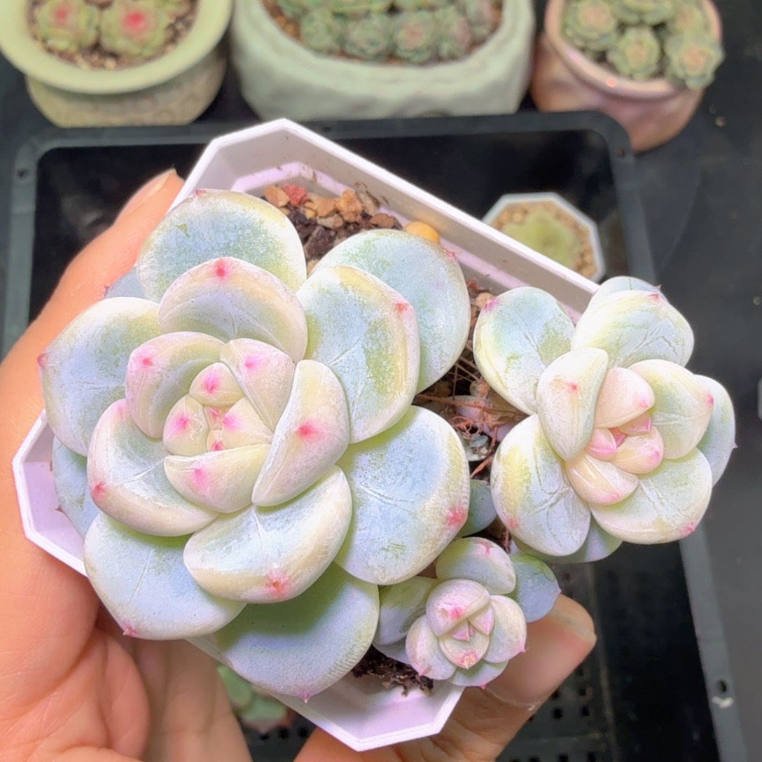 三头优选刚毅一物一拍