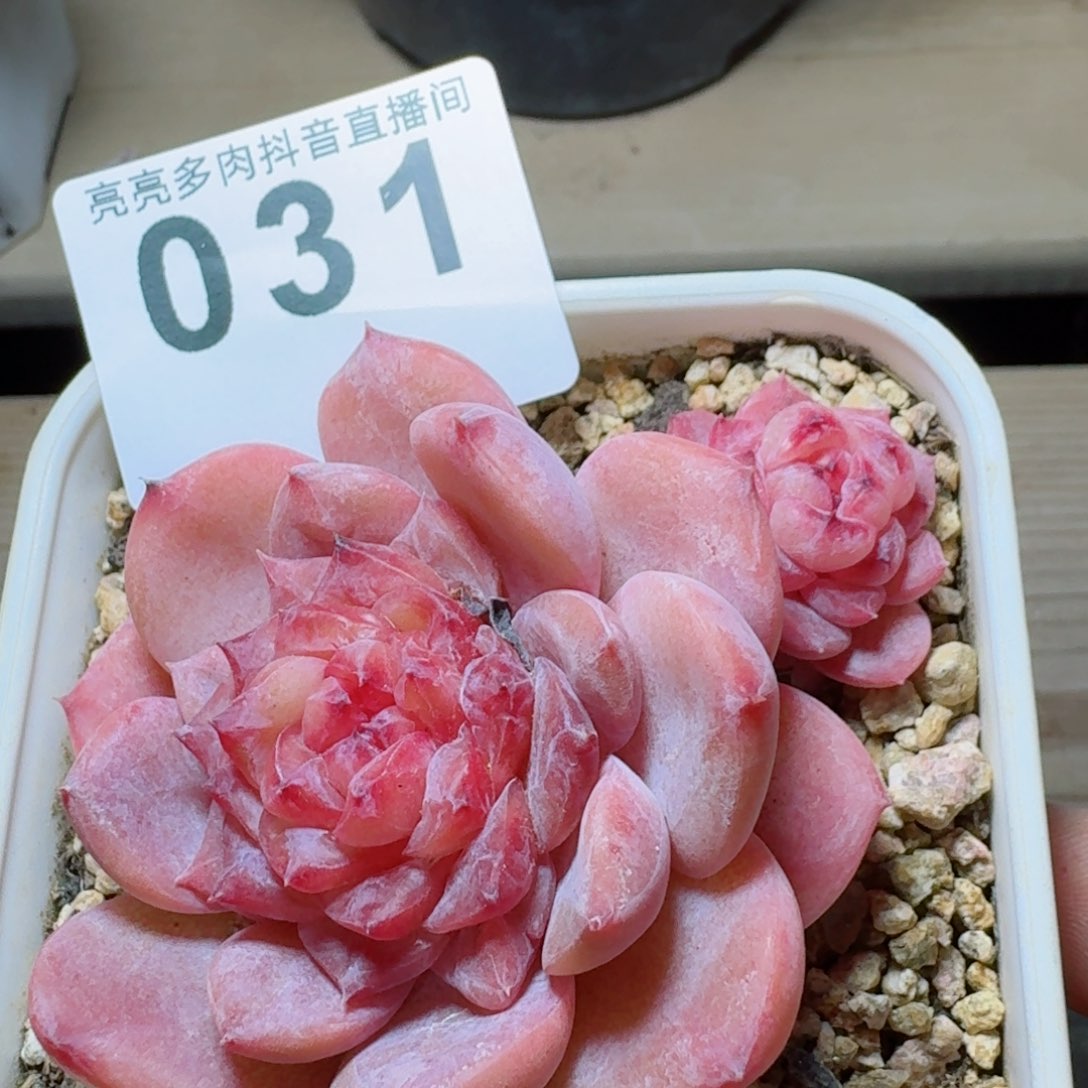 石化冰魄         精品多肉