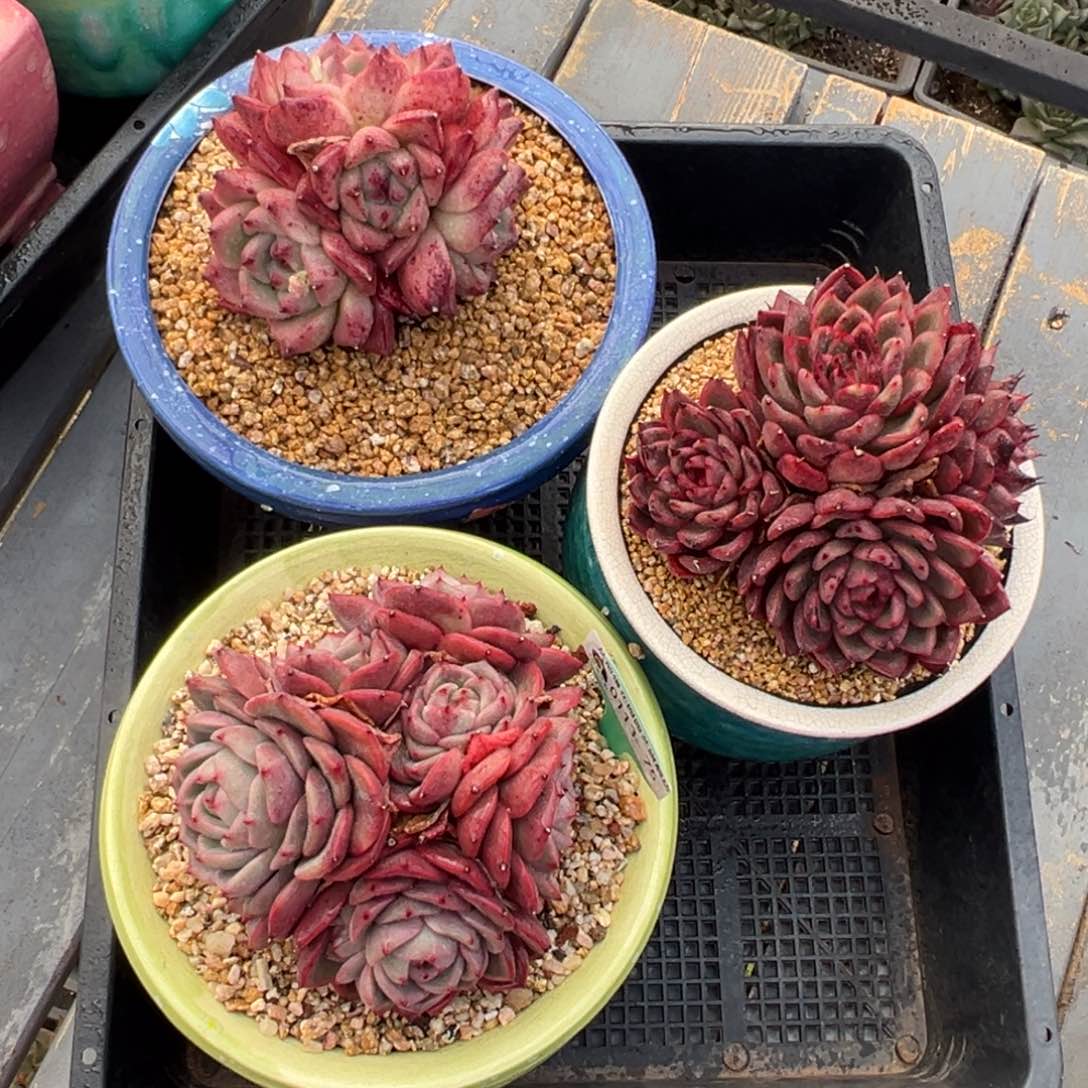 从前慢多肉精选编号0113.75