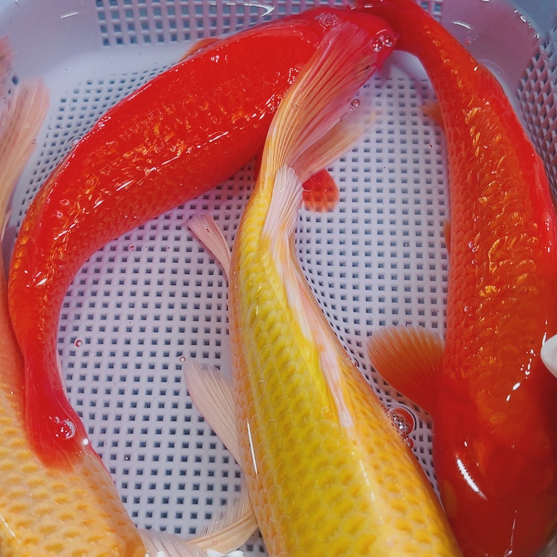 锦鲤锦鲤冷水鱼观赏