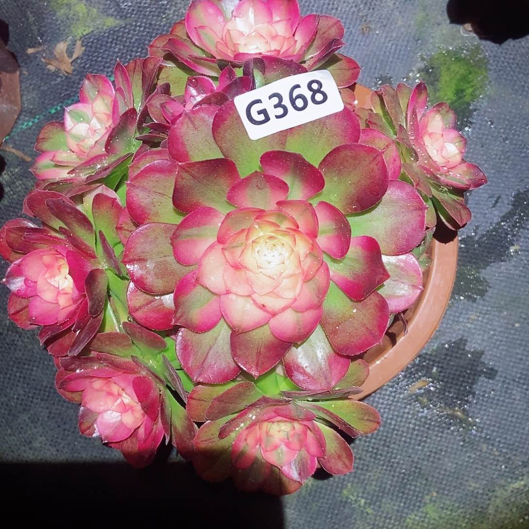 红陶368荔枝4冠服18