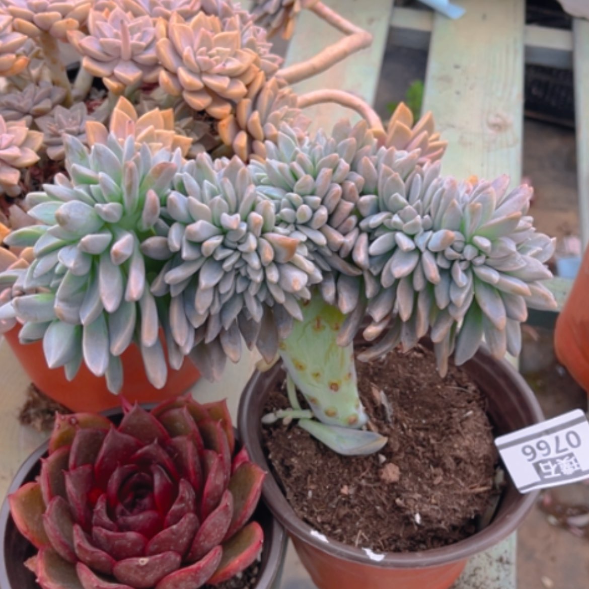 【闪购商品】淡雪缀多肉0766