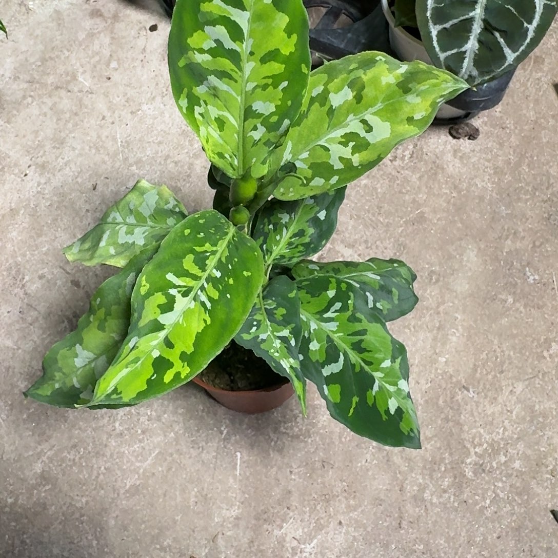 E***N完全开放R34迷彩粗勒草