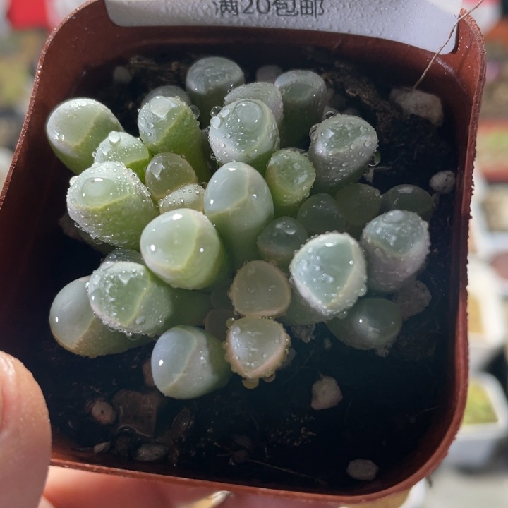 佳人园艺上福利啦408