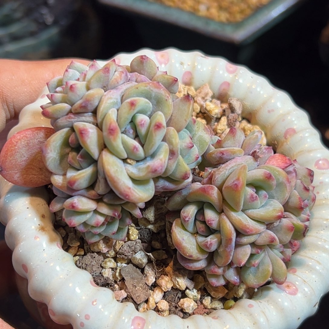 新年快乐 新年快乐