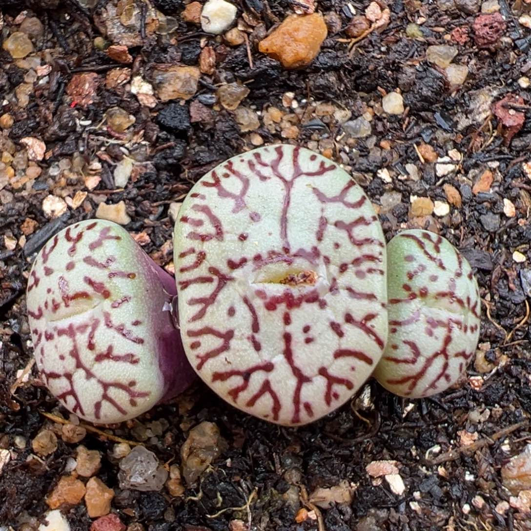 2.19好看的多肉383