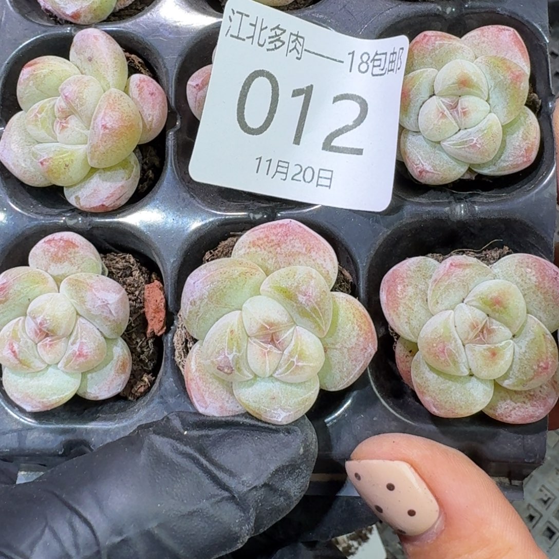 12 号到手1框江北多肉