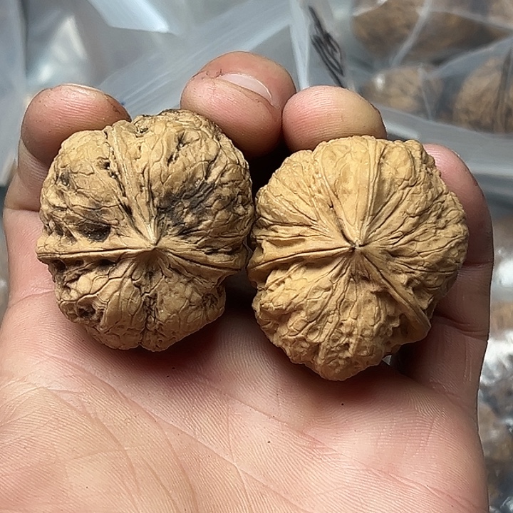 核桃7号练手三楞42尺