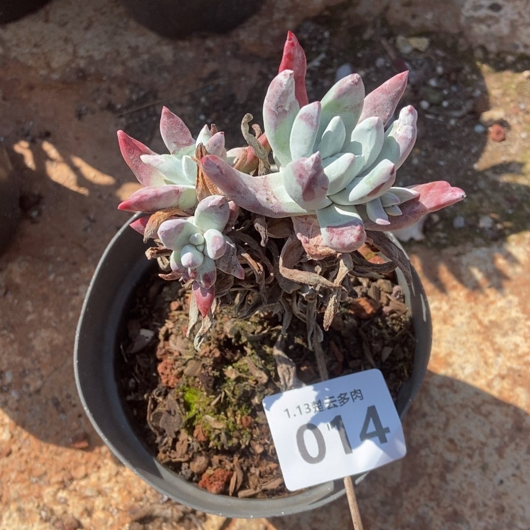 014初霜多肉植物